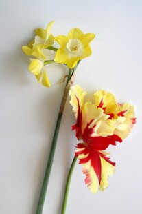 双色艳丽花卉特写