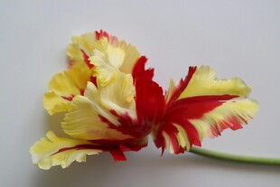 黄红相间美丽郁金香