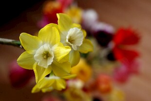 黄色水仙绽放的美丽瞬间