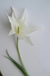 单枝白色优雅郁金香