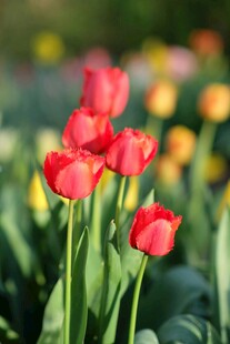 娇艳红郁金香绽放