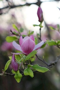 绽放的紫玉兰花