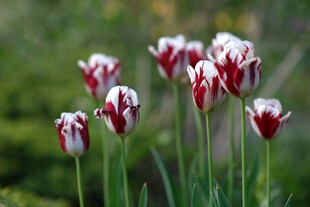 红白相间的美丽郁金香