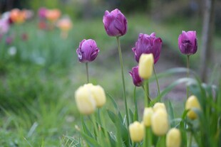 多彩郁金香绽放于草地