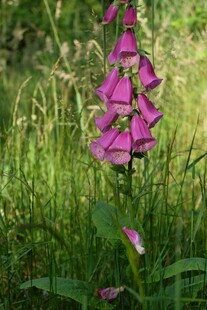 紫色毛地黄花绽放于草地