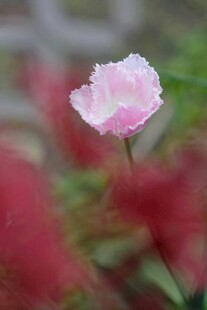 粉色单朵小花绽放