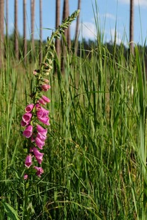田野中绽放的粉色毛地黄花