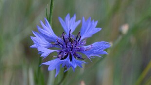 蓝色矢车菊特写