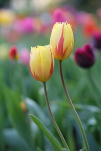 娇艳郁金香绽放于花丛