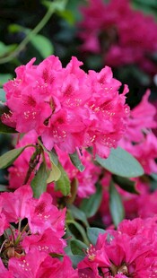 娇艳盛开的粉红色杜鹃花