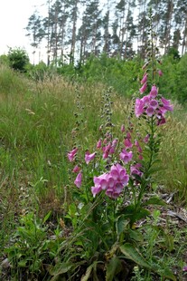 野外绽放的美丽紫色花朵