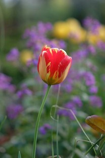 娇艳红黄花蕊郁金香绽放