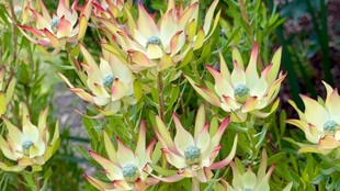 美丽帝王花绽放