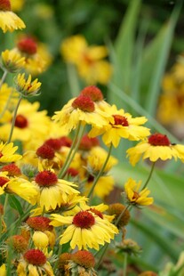 黄色黑心菊绽放美景