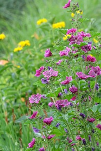 野间紫花与黄花绽放