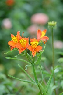 橙色小花绽放于绿意间