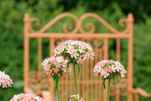 粉色花卉与铁艺椅的景致