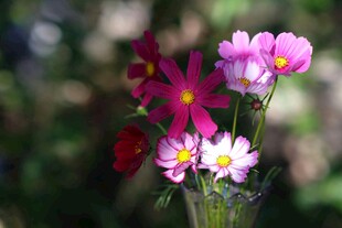 花瓶中的多彩波斯菊