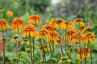 橙黄色黑心菊绽放美景