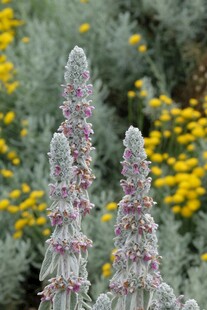 银叶鼠尾草与黄花相映