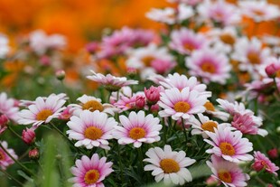 缤纷雏菊绽放美丽瞬间