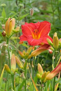 鲜艳红萱草绽放于绿野