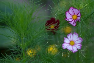 多彩花卉绽放于绿意间