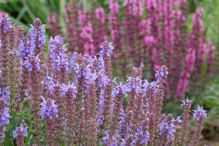 紫色粉色鼠尾草花卉景观