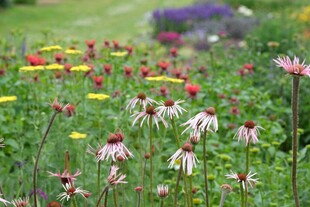 多彩花卉绽放于绿意间