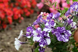 多彩矮牵牛绽放美丽