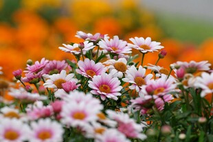 缤纷小雏菊绽放美好