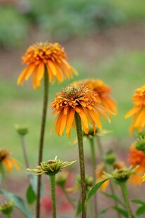 橙色菊花绽放于自然