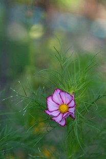 紫色小花绽放于绿叶间