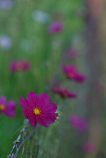 娇艳波斯菊绽放于绿野