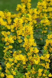 金黄灿烂的美丽小花