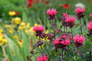 艳丽花丛中的粉色花朵