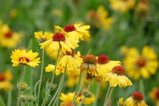 金黄雏菊绽放于绿野