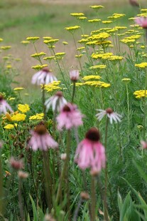野花绽放于绿意盎然草地