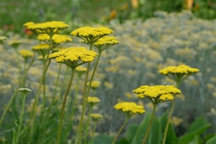 黄色小花绽放于草丛中