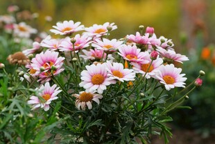 美丽雏菊绽放于花丛中