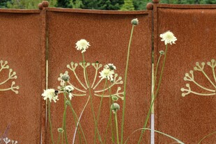 墙边绽放的清新白色小花