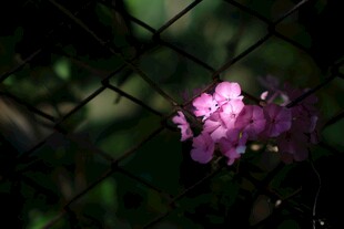 栅栏间绽放的娇艳紫花