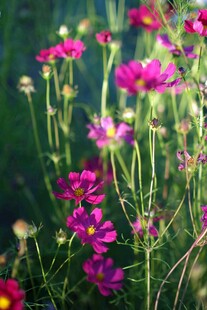 娇艳波斯菊绽放于绿野