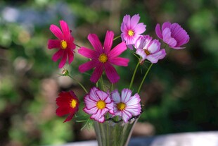 花瓶中的多彩波斯菊