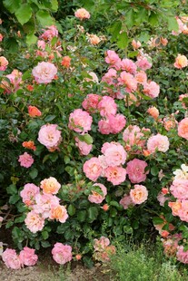 粉色玫瑰花丛绽放美景