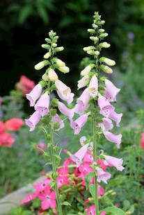 美丽毛地黄与多彩花卉