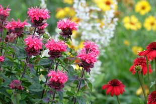 多彩花卉绽放于自然间