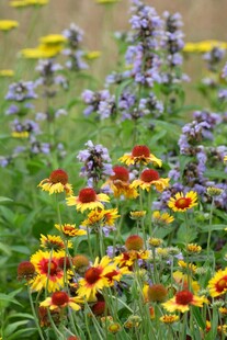 多彩花卉绽放于绿野