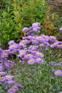 紫色小花绽放于绿植间