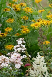 多彩花卉绽放于花园中